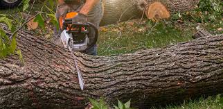 Best Tree Removal  in Oconomowoc, WI